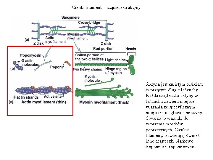 Cienki filament - cząsteczka aktyny Aktyna jest kulistym białkiem tworzącym długie łańcuchy. Każda cząsteczka