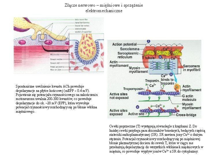 Złącze nerwowo – mięśniowe i sprzężenie elektromechaniczne Spontaniczne uwolnienie kwantu ACh powoduje depolaryzacje na