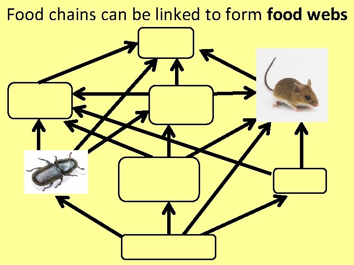 Food chains can be linked to form food webs 