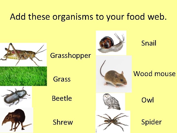 Add these organisms to your food web. Snail Grasshopper Grass Wood mouse Beetle Owl