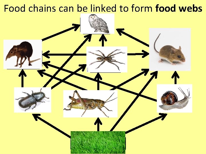 Food chains can be linked to form food webs 