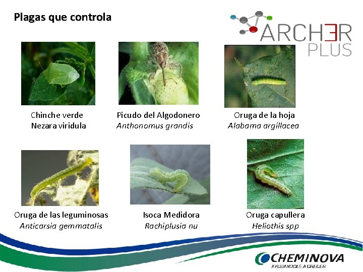 Plagas que controla Chinche verde Nezara viridula Oruga de las leguminosas Anticarsia gemmatalis Picudo