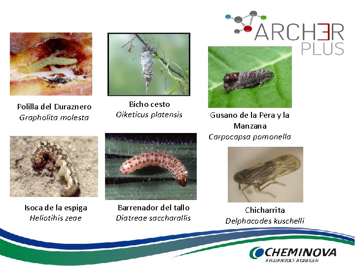 Polilla del Duraznero Grapholita molesta Isoca de la espiga Heliotihis zeae Bicho cesto Oiketicus