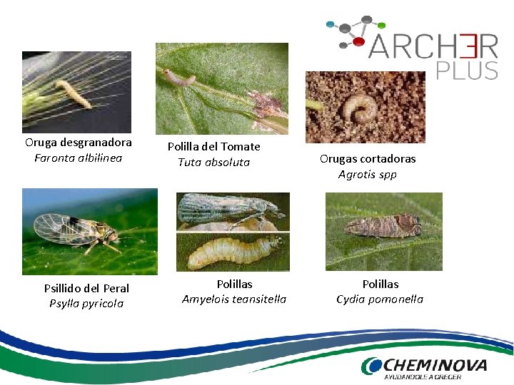 Oruga desgranadora Faronta albilinea Psillido del Peral Psylla pyricola Polilla del Tomate Tuta absoluta
