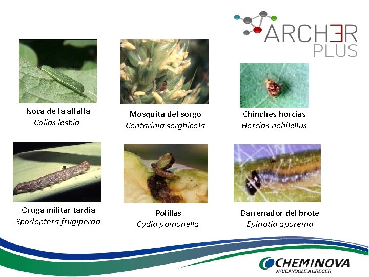 Isoca de la alfalfa Colias lesbia Oruga militar tardía Spodoptera frugiperda Mosquita del sorgo