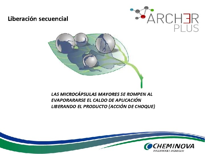 Liberación secuencial LAS MICROCÁPSULAS MAYORES SE ROMPEN AL EVAPORARARSE EL CALDO DE APLICACIÓN LIBERANDO