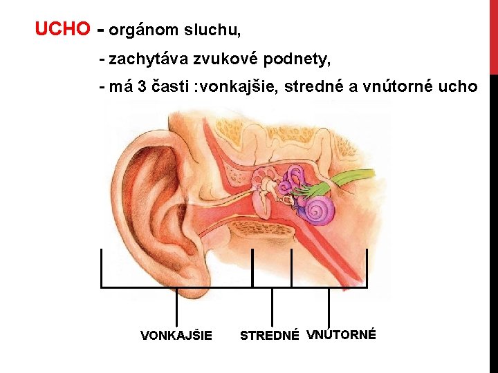 UCHO - orgánom sluchu, - zachytáva zvukové podnety, - má 3 časti : vonkajšie,