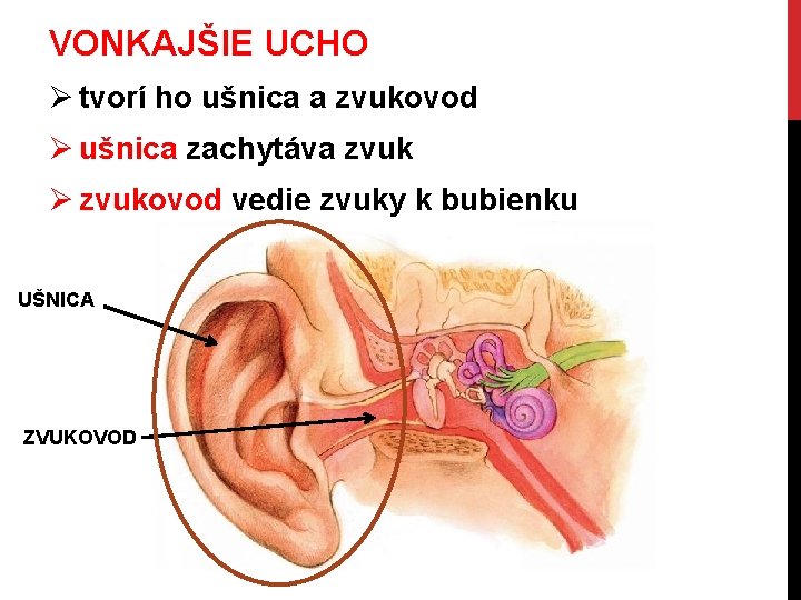 VONKAJŠIE UCHO Ø tvorí ho ušnica a zvukovod Ø ušnica zachytáva zvuk Ø zvukovod