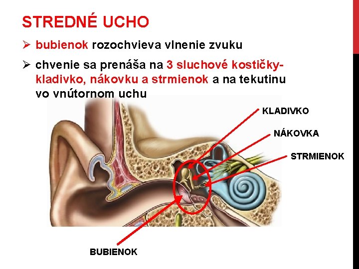 STREDNÉ UCHO Ø bubienok rozochvieva vlnenie zvuku Ø chvenie sa prenáša na 3 sluchové