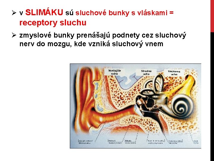 Ø v SLIMÁKU sú sluchové bunky s vláskami = receptory sluchu Ø zmyslové bunky