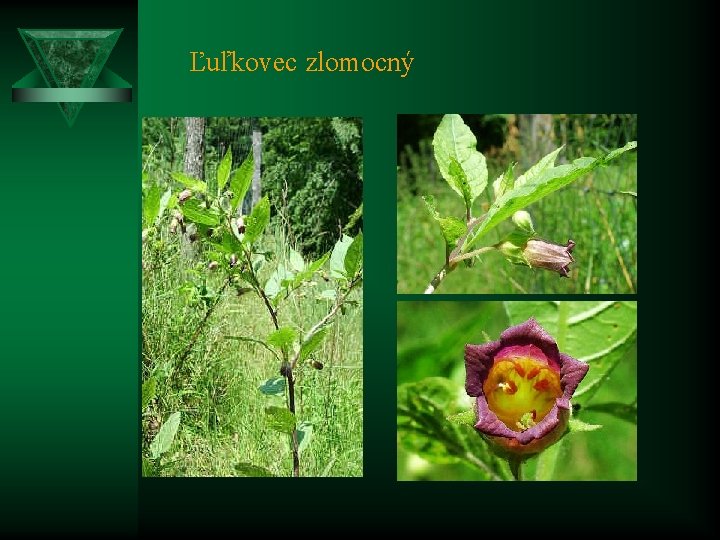 Ľuľkovec zlomocný 