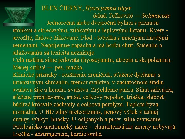  BLEN ČIERNY, Hyoscyamus niger čelad: ľuľkovité — Solanaceae Jednoročná alebo dvojročná bylina s