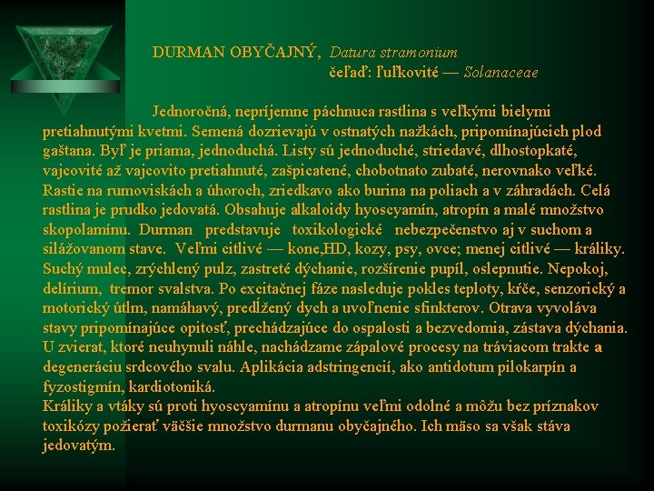  DURMAN OBYČAJNÝ, Datura stramonium čeľaď: ľuľkovité — Solanaceae Jednoročná, nepríjemne páchnuca rastlina s