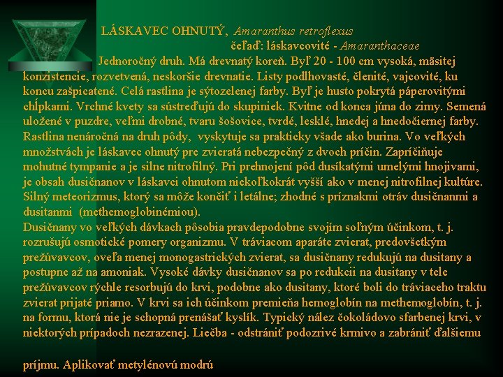  LÁSKAVEC OHNUTÝ, Amaranthus retroflexus čeľaď: láskavcovité - Amaranthaceae Jednoročný druh. Má drevnatý koreň.