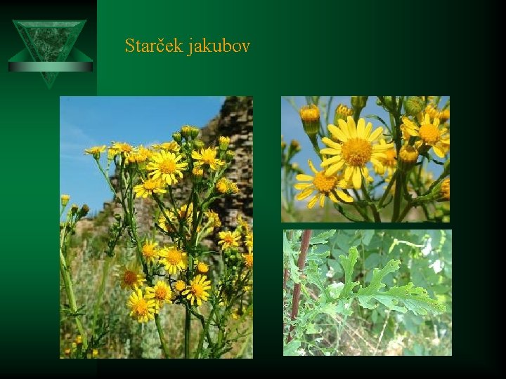 Starček jakubov 