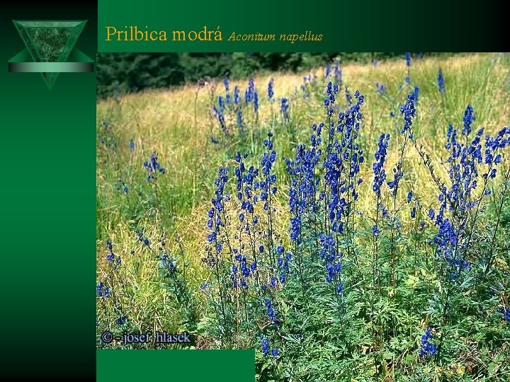 Prilbica modrá Aconitum napellus 