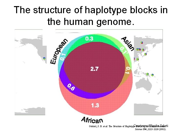 The structure of haplotype blocks in Distribution of NOS 1 AP haplotypes the human