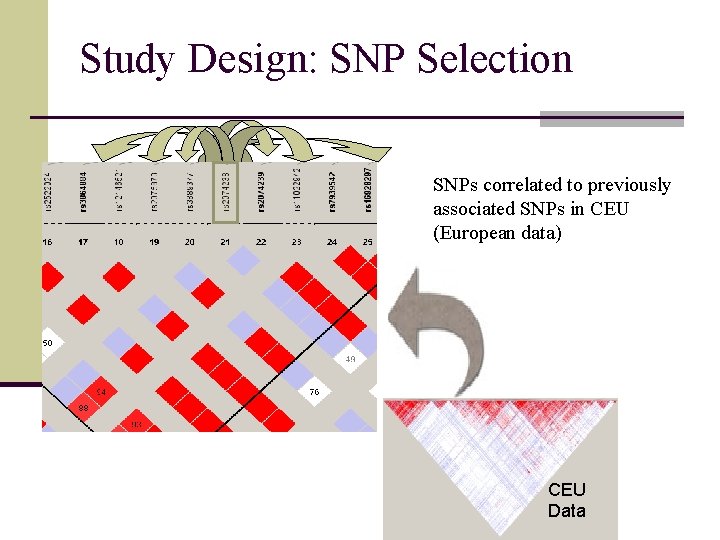 Study Design: SNP Selection SNPs correlated to previously associated SNPs in CEU (European data)