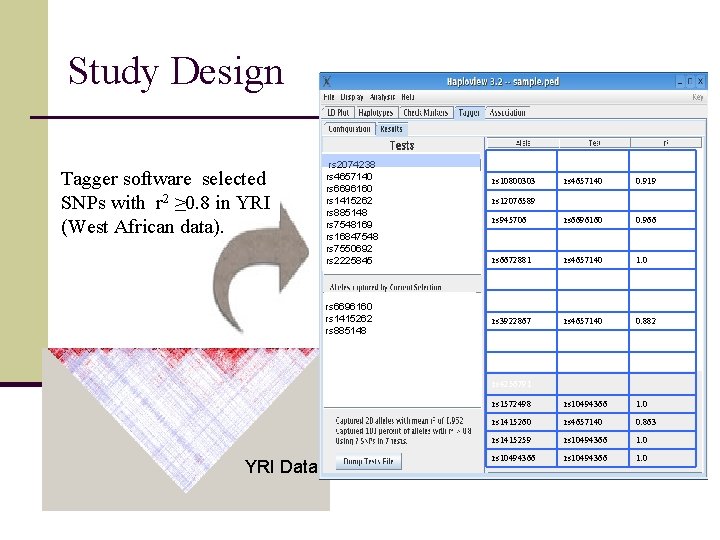 Study Design Tagger software selected SNPs with r 2 ≥ 0. 8 in YRI