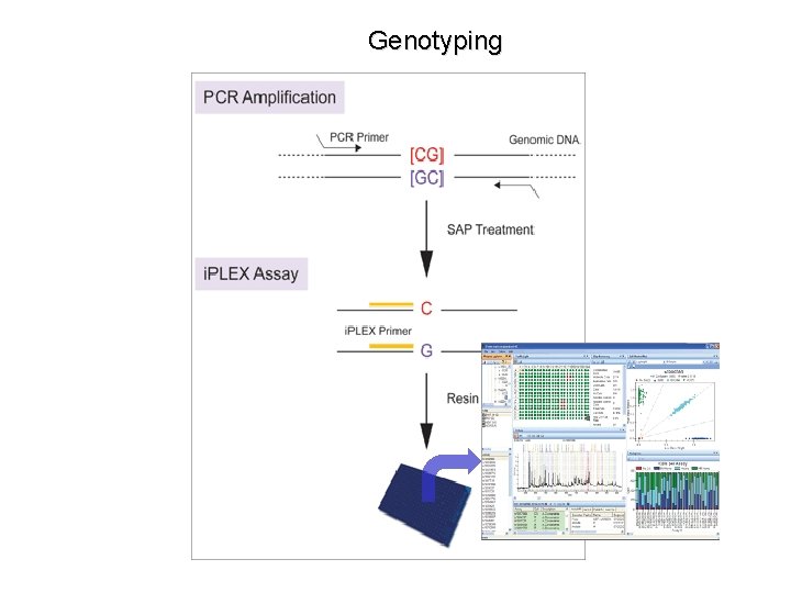 Genotyping 