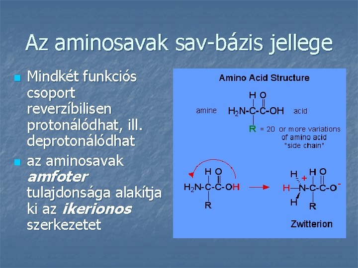 Az aminosavak sav-bázis jellege n n Mindkét funkciós csoport reverzíbilisen protonálódhat, ill. deprotonálódhat az