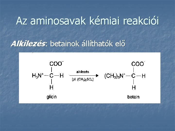 Az aminosavak kémiai reakciói Alkilezés: betainok állíthatók elő 