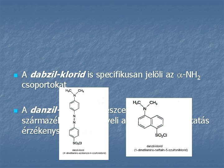 n n A dabzil-klorid is specifikusan jelöli az -NH 2 csoportokat A danzil-klorid fluoreszcens