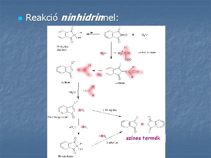 n Reakció ninhidrinnel: színes termék 