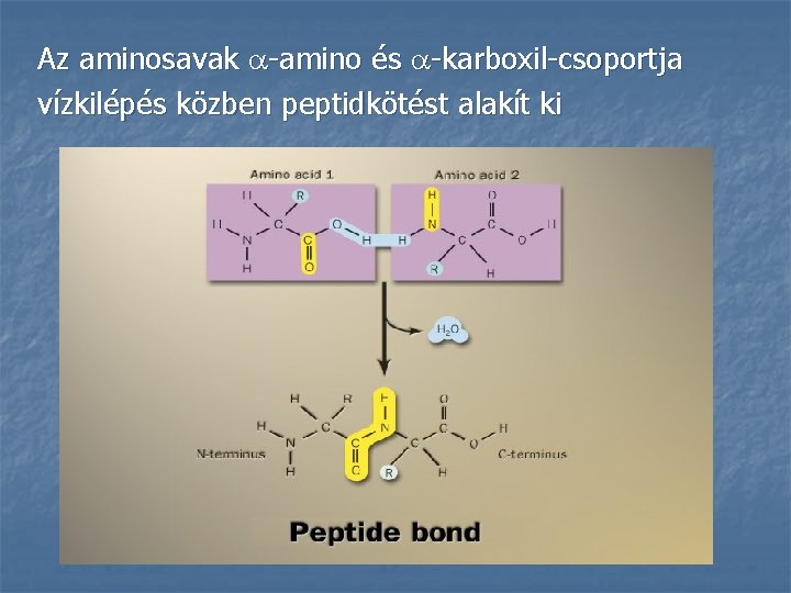 Az aminosavak -amino és -karboxil-csoportja vízkilépés közben peptidkötést alakít ki 