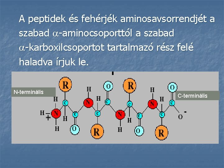 A peptidek és fehérjék aminosavsorrendjét a szabad -aminocsoporttól a szabad -karboxilcsoportot tartalmazó rész felé