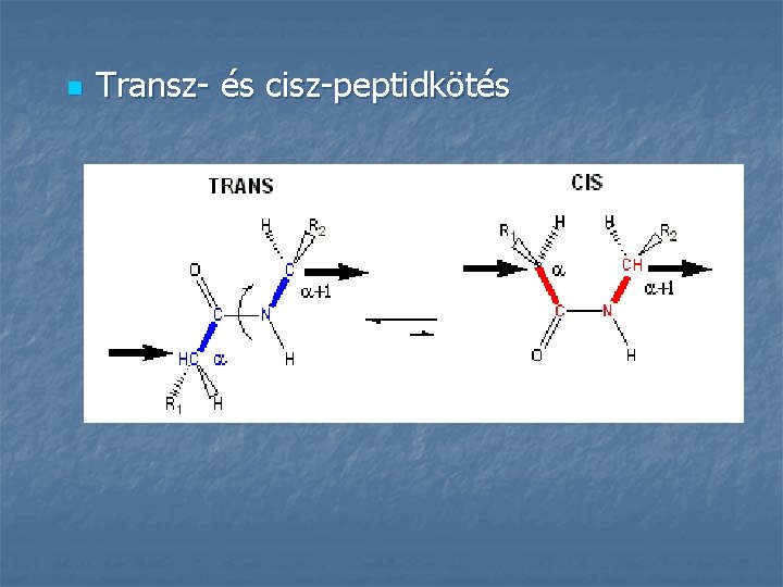 n Transz- és cisz-peptidkötés 