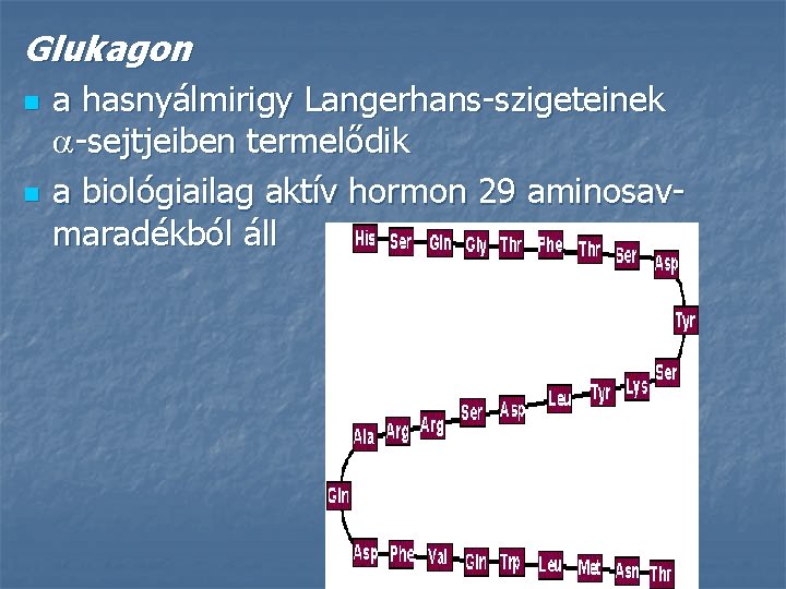 Glukagon n n a hasnyálmirigy Langerhans-szigeteinek -sejtjeiben termelődik a biológiailag aktív hormon 29 aminosavmaradékból