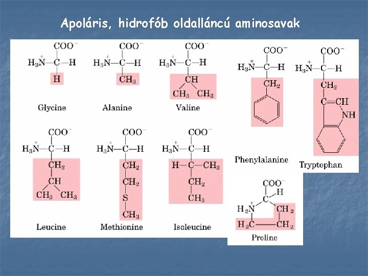 Apoláris, hidrofób oldalláncú aminosavak 