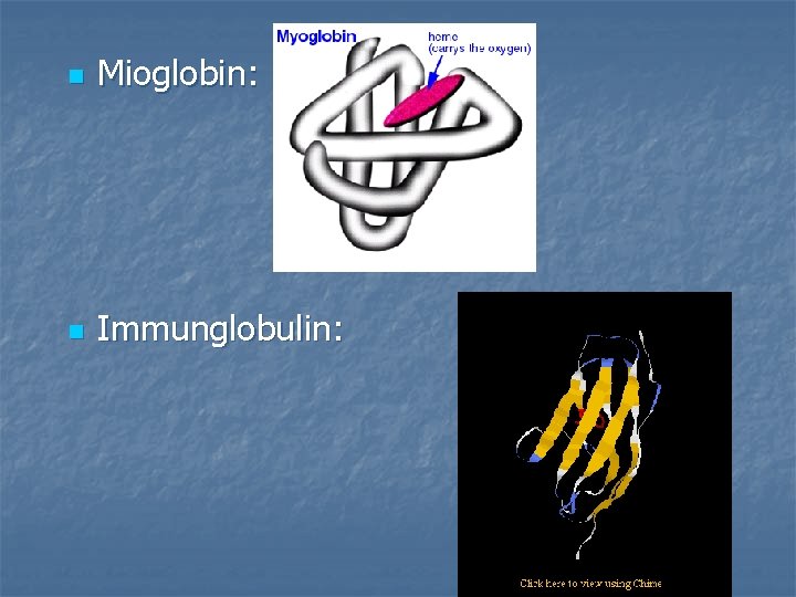 n Mioglobin: n Immunglobulin: 