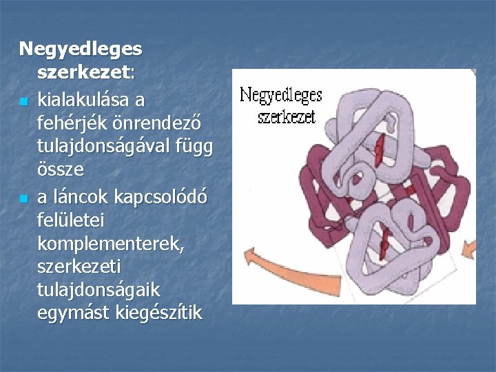 Negyedleges szerkezet: n kialakulása a fehérjék önrendező tulajdonságával függ össze n a láncok kapcsolódó