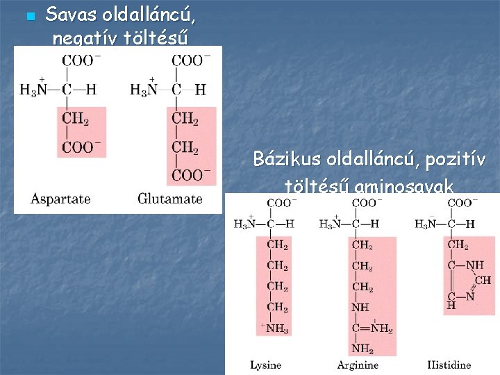 n Savas oldalláncú, negatív töltésű aminosavak Bázikus oldalláncú, pozitív töltésű aminosavak 