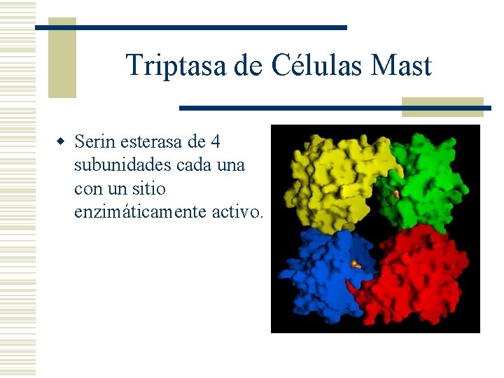 Triptasa de Células Mast w Serin esterasa de 4 subunidades cada una con un