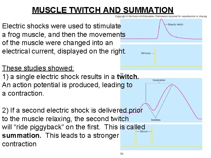 MUSCLE TWITCH AND SUMMATION Electric shocks were used to stimulate a frog muscle, and