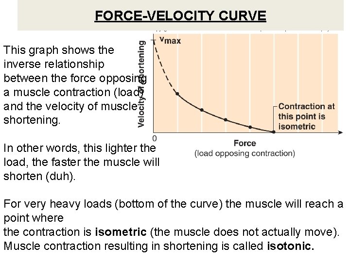 FORCE-VELOCITY CURVE This graph shows the inverse relationship between the force opposing a muscle