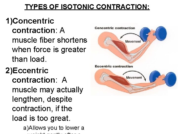 TYPES OF ISOTONIC CONTRACTION: 1)Concentric contraction: A muscle fiber shortens when force is greater