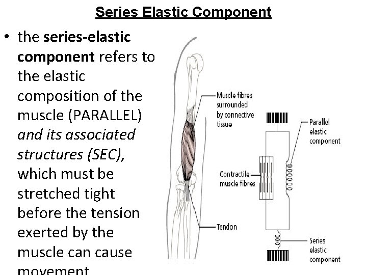 Series Elastic Component • the series-elastic component refers to the elastic composition of the