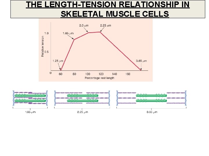 THE LENGTH-TENSION RELATIONSHIP IN SKELETAL MUSCLE CELLS 