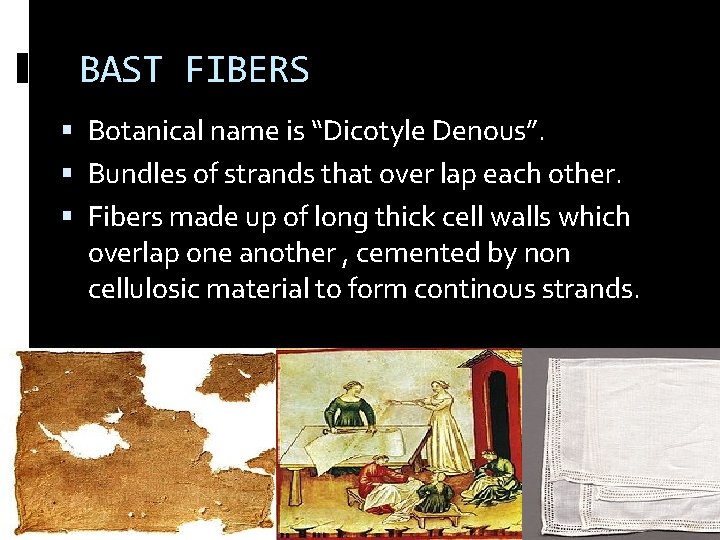 BAST FIBERS Botanical name is “Dicotyle Denous”. Bundles of strands that over lap each