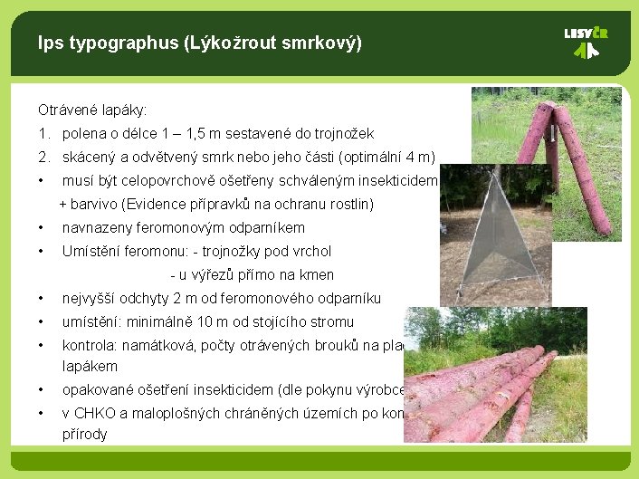 Ips typographus (Lýkožrout smrkový) Otrávené lapáky: 1. polena o délce 1 – 1, 5