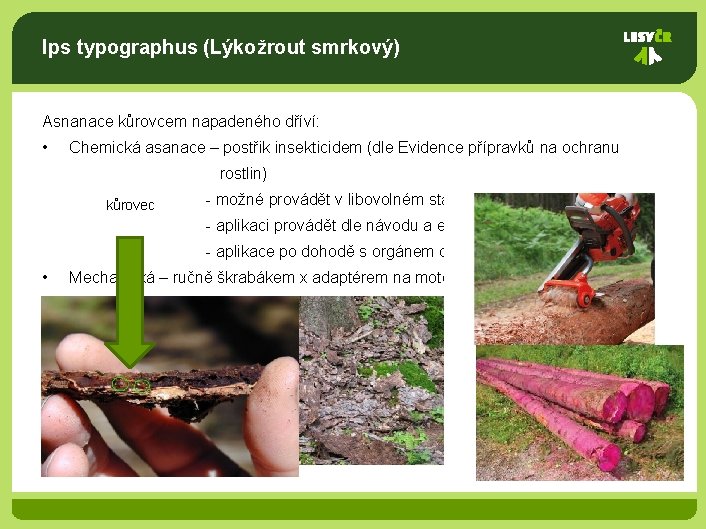 Ips typographus (Lýkožrout smrkový) Asnanace kůrovcem napadeného dříví: • Chemická asanace – postřik insekticidem