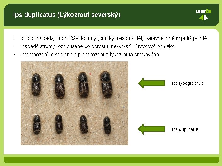 Ips duplicatus (Lýkožrout severský) • brouci napadají horní část koruny (drtinky nejsou vidět) barevné