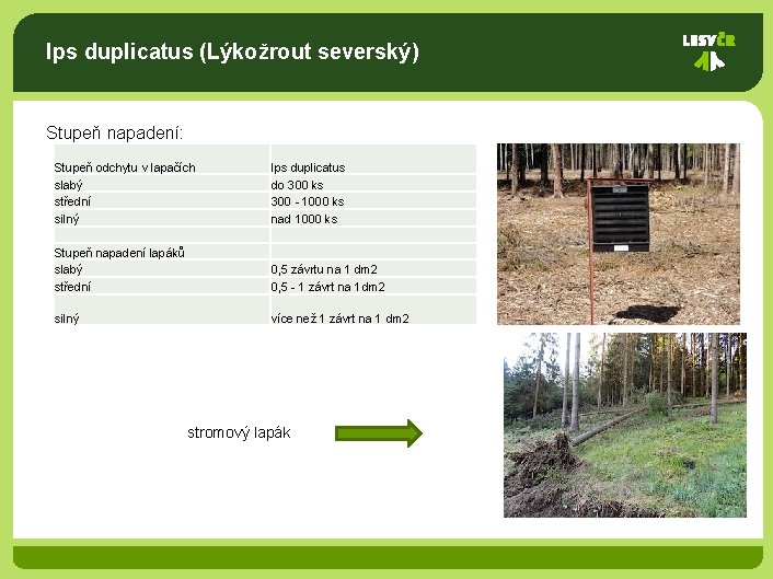 Ips duplicatus (Lýkožrout severský) Stupeň napadení: Stupeň odchytu v lapačích slabý střední silný Ips