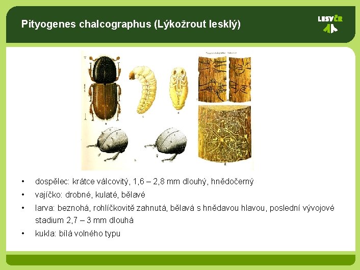 Pityogenes chalcographus (Lýkožrout lesklý) • dospělec: krátce válcovitý, 1, 6 – 2, 8 mm