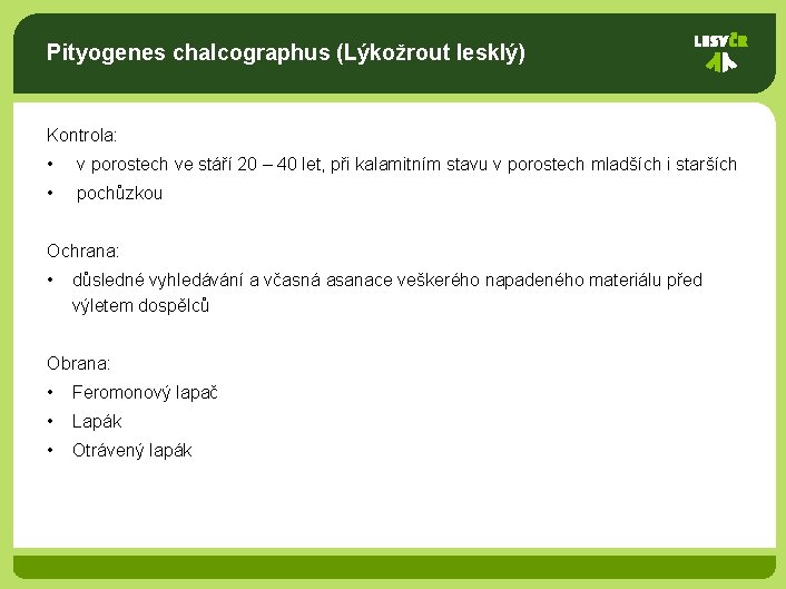 Pityogenes chalcographus (Lýkožrout lesklý) Kontrola: • v porostech ve stáří 20 – 40 let,