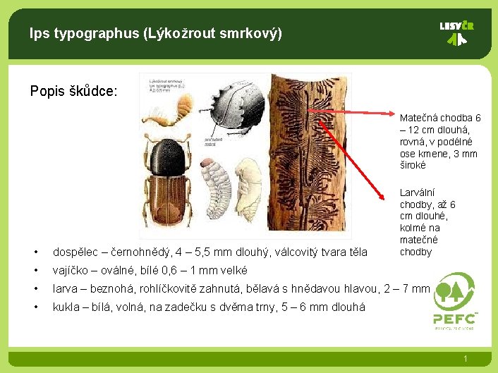 Ips typographus (Lýkožrout smrkový) Popis škůdce: Matečná chodba 6 – 12 cm dlouhá, rovná,